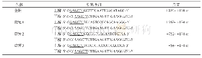 表2 扩增大鼠IRF-8基因启动子（全长和截短）的引物序列