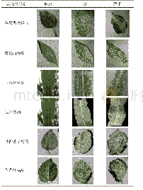 表2 部分植物不同程度病虫害图像