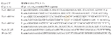 表1 Wnt5a-shRNA干扰载体的引物序列