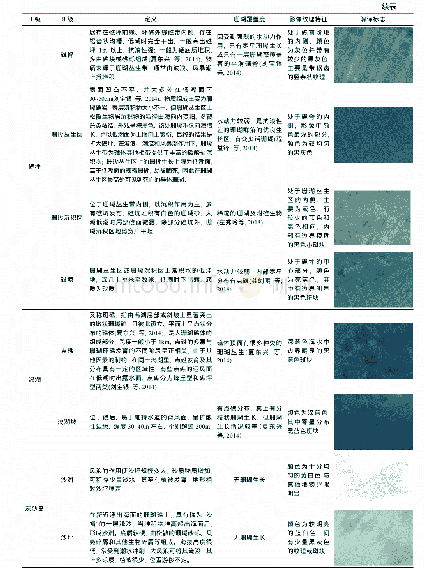 表4 本文珊瑚礁地貌单元分类体系