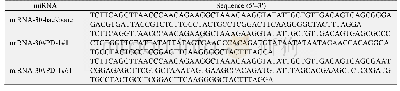 表2 PCR引物序列：一种经microRNA敲低PD-1的新型慢病毒载体在CAR-T细胞中的应用