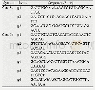 表2 Cas13a和Cas13b靶向lig4的gRNA序列