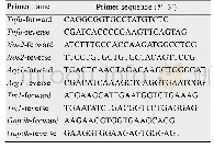 《表1 Real-time PCR引物序列》