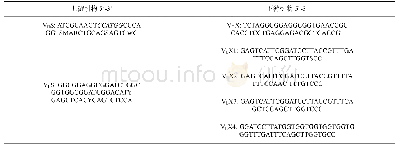 表6 扩增VH、VL的引物