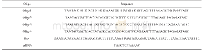 《表1 四条oligo引物序列以及Rev sg RNA scaffold序列》