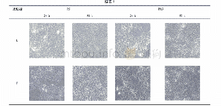 表1 不同培养基培养不同代次MDCK细胞的形态观察