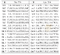 表1 SRAP标记的引物序列