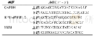 表1 q PCR引物序列