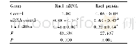 《表1 Rac1 si RNA慢病毒感染后血管瘤内皮细胞中Rac1 m RNA和蛋白水平比较 (±s) Tab.1 Comparison of Rac1 m RNA and protein level