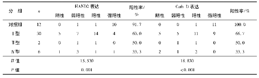 表1 HAND2、Cath-D在不同分型胆管扩张患者胆管壁中的表达