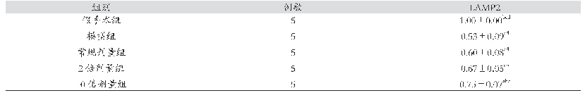 表1 各组LAMP2蛋白表达水平的比较（±s)