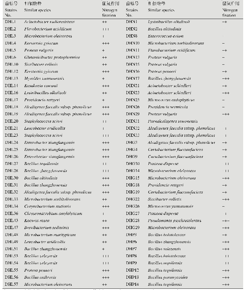 表3 具有固氮作用的菌株