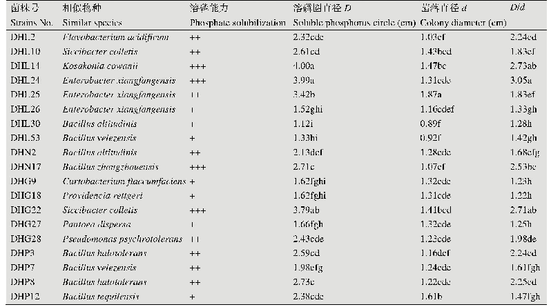 表4 具有溶磷能力的菌株