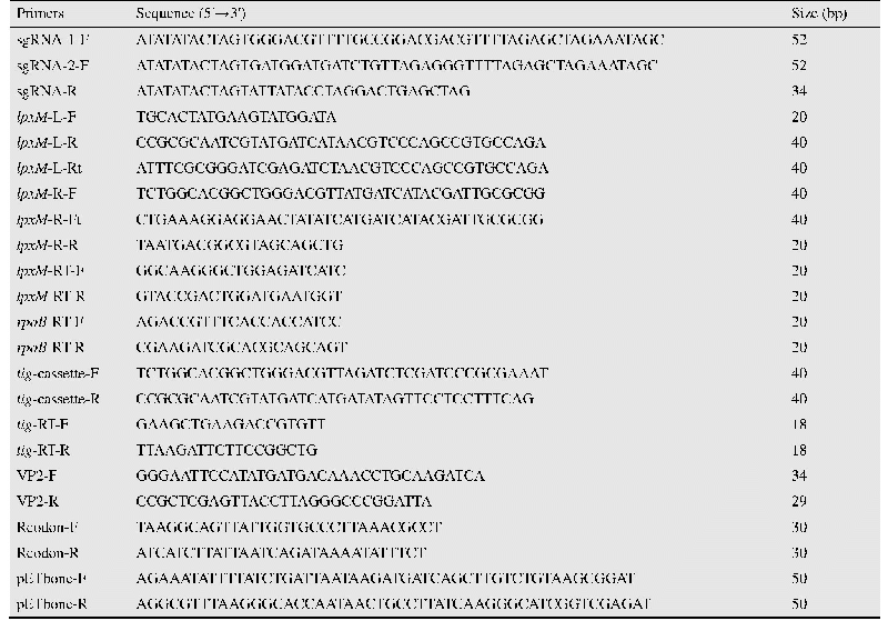 表1 引物序列：基于重组技术的低毒力高效大肠杆菌原核表达系统的改造与应用