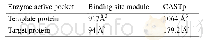 表2.β-葡萄糖苷酶目标蛋白和模板蛋白活性口袋大小