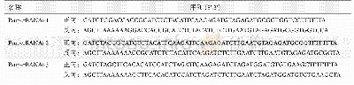 表1 AIB1基因RNAi序列设计