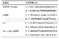 表1 q PCR所用引物序列