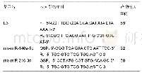 表2 miR-210和miR-146a以及U6的基因序列