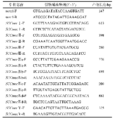 表1 mec A、SCCmec基因扩增引物序列