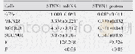《Table 1 The expression of STMN1 mRNA and protein in gastric cancer cells》