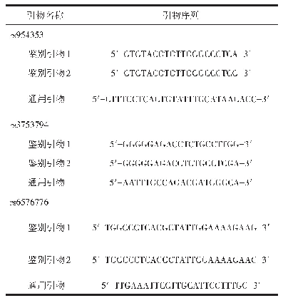 表1 CCN1基因型鉴定引物序列