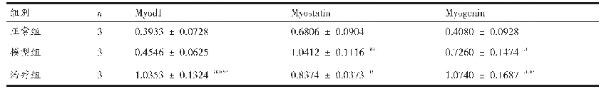 表3 各组大鼠Myod1、Myostatin和Myogenin蛋白表达量比较