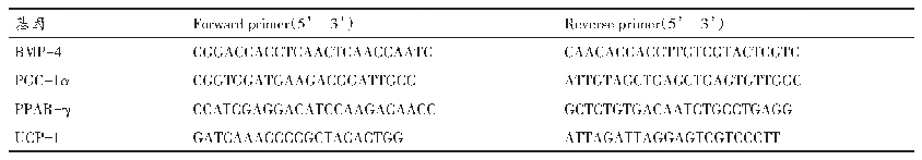 表2 各基因引物碱基序列
