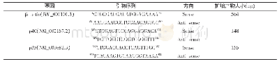 《表1 β-actin、IL-12 p35、p40基因的引物序列》