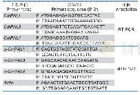 表1 试验所用引物信息：‘琯溪蜜柚’CmPAL基因的克隆与表达