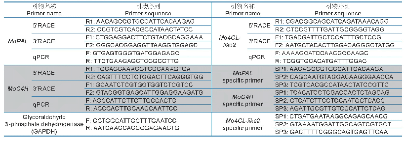 表1 巴戟天苯丙烷类代谢公共途径基因克隆及定量引物