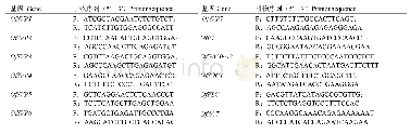 表2 OfSVP基因和其他下游基因q RT-PCR引物序列