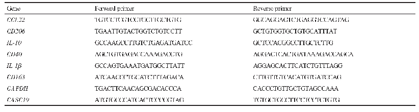 表1 目的基因的引物序列