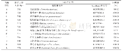 表1 不同菌株ITS鉴定结果