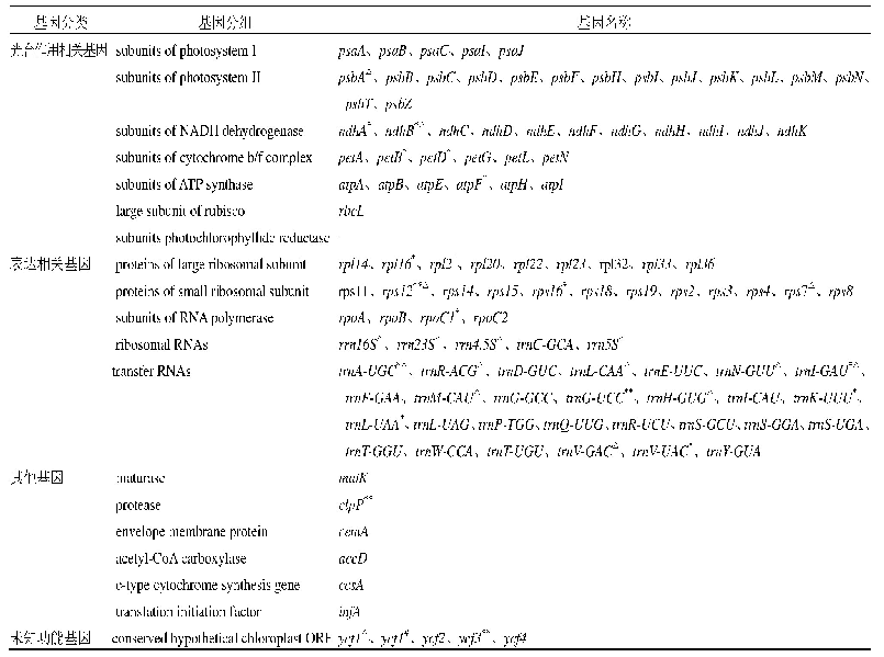 表2 菜头肾叶绿体基因组编码的基因