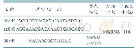 《表1 荧光定量PCR探针及引物》