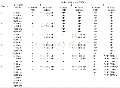 Table 2 PCR detection and isolation of Mycoplasma leachii from milk samples of the inoculated cows