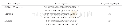 表1 SULT4A1基因5’片段、rs2285162和rs963263位点扩增引物