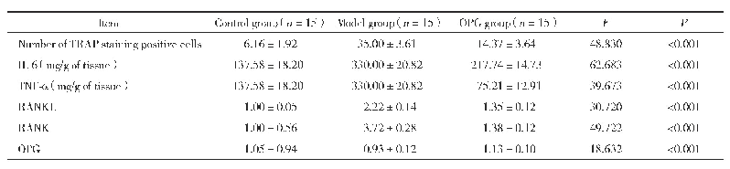表1 3组TRAP染色阳性细胞数、IL-6和TNF-α水平及RANKL、RANK、OPG平均光度值比较