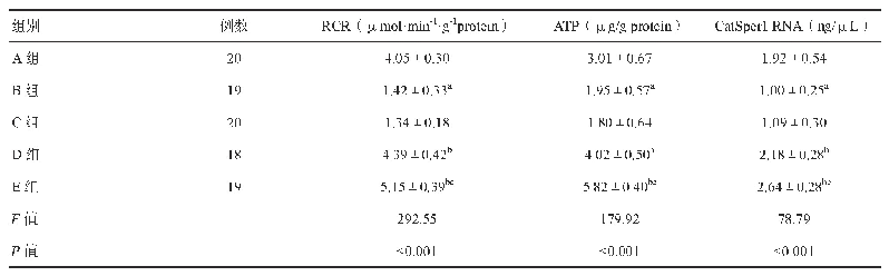 表3 各组大鼠精子RCR、ATP及Cat Sper1 RNA含量比较