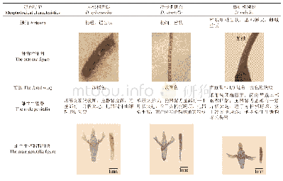表1 3种梢斑螟成虫外部形态与生殖器解剖特征的比较