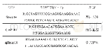 表1 Sb SEC14基因克隆与表达所用引物