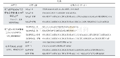 表1 12个特异性ds RNA片段的合成引物
