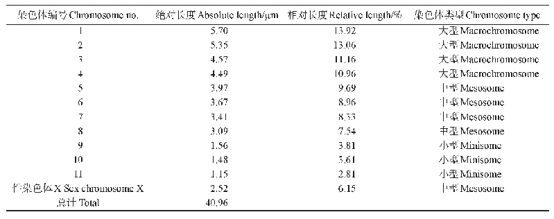 表1 褐背施蝗常规核型数据统计表