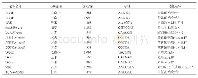 表2 ZmSBP3基因启动子顺式元件分析