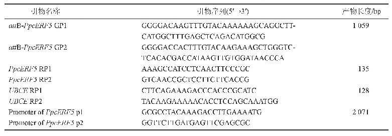表1 Ppc ERF5基因及启动子克隆引物