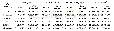 表1 航天搭载后武夷名丛叶片形态的变化(平均值±标准差)