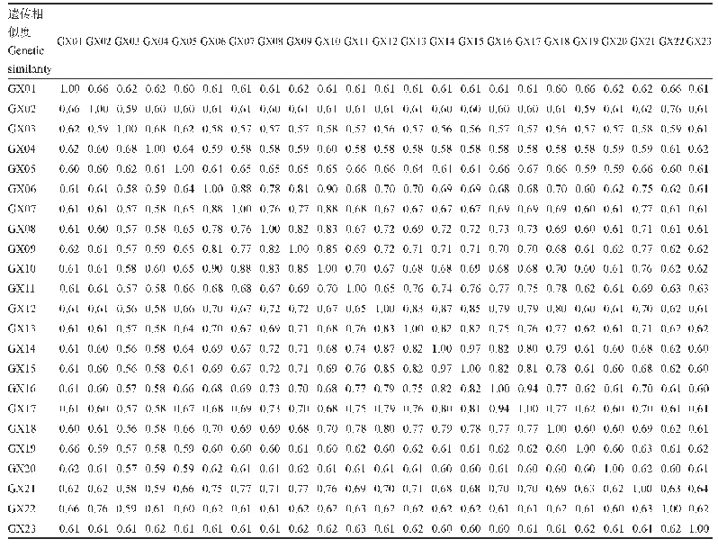 表3 23个超甜玉米自交系之间的遗传相似度