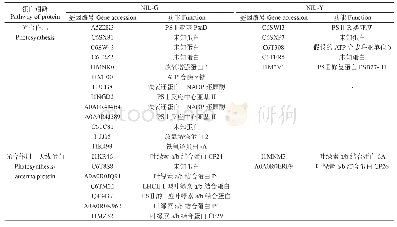 表2 近等基因系NIL-G和NIL-Y特异蛋白中与光合作用和天线蛋白相关蛋白