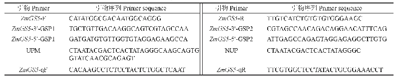 表1 所有PCR扩增引物