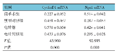 表4 4组大鼠脊髓组织中Cyclin D1和Ngn1 m RNA-表达比较（n=12,±s)